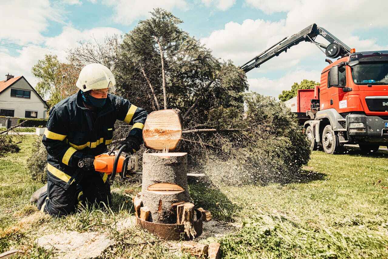 Tree Health Inspection in Caon City, CO